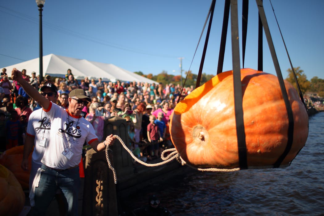 Lowering a pumpkin into the St. Croix River for the Pumpkin Regatta at the Stillwater Harvest Fest, where participants paddle huge pumpkins in the St. Croix River as if they were kayaks.
