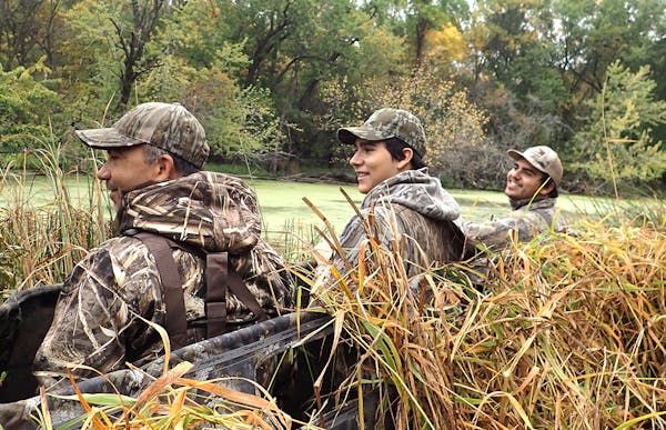 Minnesota duck hunters will stage themselves in blinds all around the state for Saturday’s season opener. 