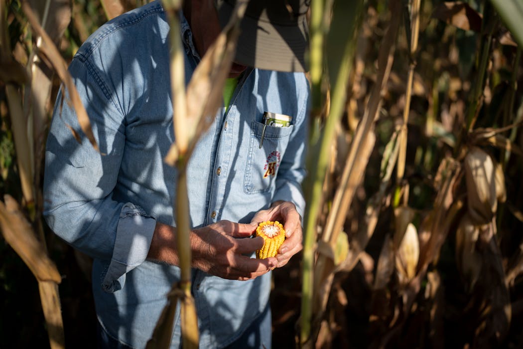 Don Weis, a farmer in Pine Island, counted the rows on an ear of corn while exploring a field during a presentation by the Olmsted Soil and Water Conservation District staff about soil health on Sept. 12 in Pine Island, Minn.