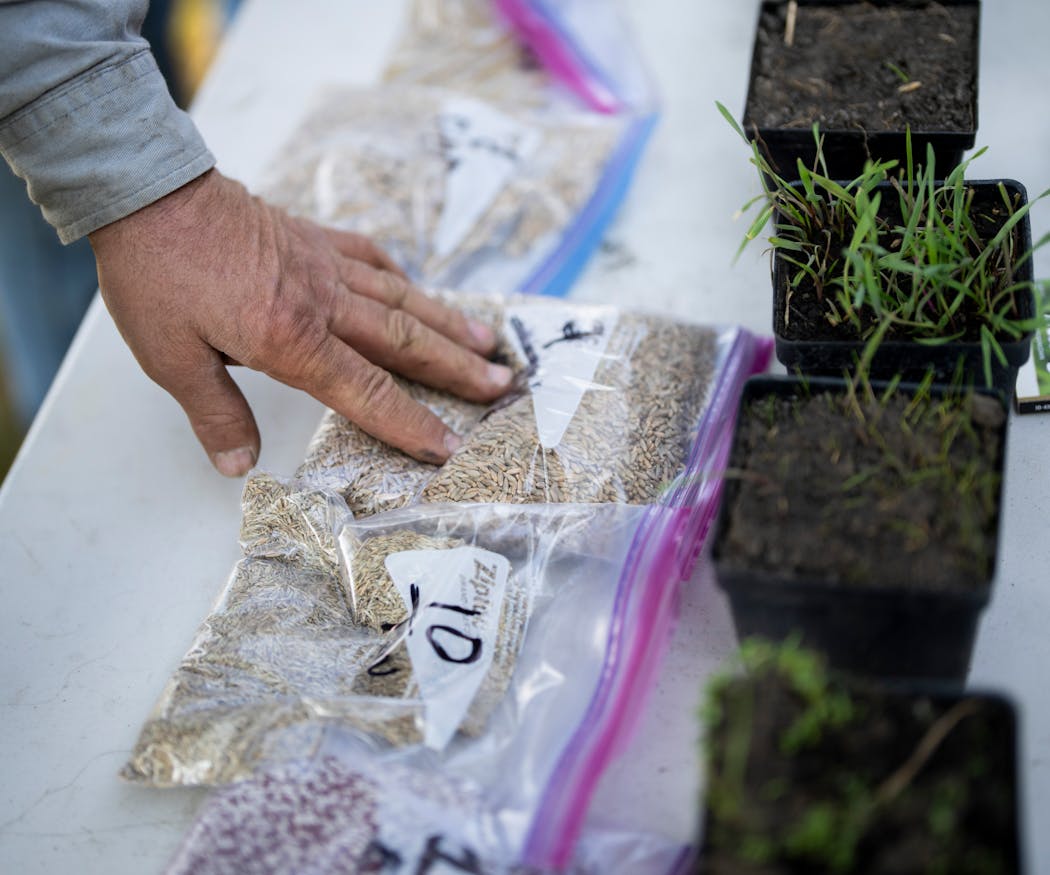A farmer looked at cover crop seeds during a presentation by the Olmsted Soil and Water Conservation District staff about soil health on Sept. 12 in Pine Island, Minn.