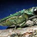 The invasive emerald ash borer was first found in Minnesota in 2009.
