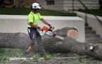 A St. Paul crew removed ash trees in the Highland Park neighborhood in 2018.