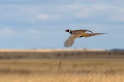 The pheasant population in Minnesota remained resilient through a tough winter.