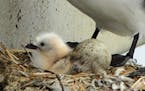 A mew gull hatchling and egg. The survival rate of nestlings for many species is affected by weather.
