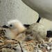 A mew gull hatchling and egg. The survival rate of nestlings for many species is affected by weather.
