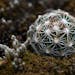 A healthy ball cactus, planted last year on a granite outcropping at Big Stone National Wildlife Refuge outside Ortonville, Minn., is one of only a co