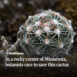 In%20a%20rocky%20corner%20of%20Minnesota%2C%20botanists%20race%20to%20save%20imperiled%20cactus%20