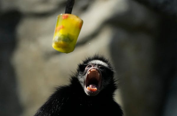 Ice pops cool Brazil's zoo animals