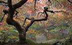 A Japanese maple looms over Upper Pond in the Portland Japanese Garden during autumn.
