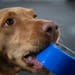 Penny the labrador retriever picked up and held a roll of tape as handler Rachel Maino waited during the first session of “Camera Ready: Green Room�