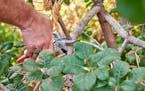 Use a quality bypass pruner to cut back and dispose of any diseased or insect-infested plants. 