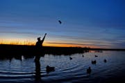 Minnesota’s duck hunting season opened Saturday with a strong harvest.
