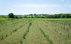 FILE-A high-CBD variety of hemp grows at Hemp Acres’ farm in Waconia, Minn., in 2022.
