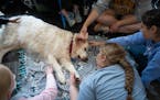 Cooper the English Cream Golden Retriever appears completely relaxed while helping students de-stress. Cooper, 3, enjoys sleeping, making friends and 