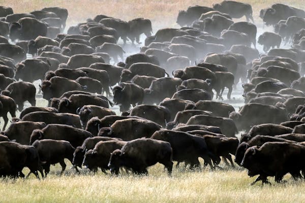 Buffalo roundup draws crowd to South Dakota's Custer State Park