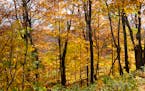 Yellow and orange autumn colors cover the trees in the Lutsen Mountains Tuesday, Oct. 3, 2023, in Lutsen, Minn.