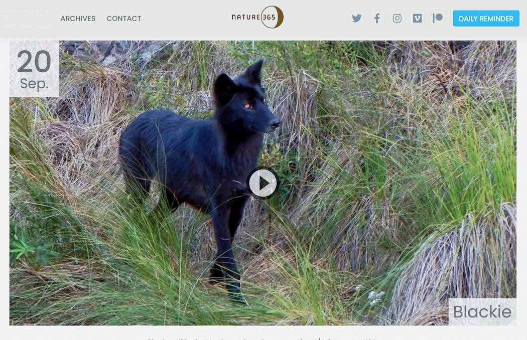 A screen capture of one of the daily N 365 posts. This is a black member of the resident wolf pack that passed through Bradenburg’s Ravenwood property near Ely on edge of the Boundary Waters Canoe Area Wilderness.