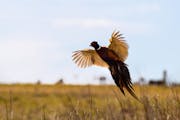 Thanks to thousands of acres of new habitat purchased with Legacy Amendment funds, and thanks also to conservationists’ efforts, the pheasant’s fu