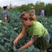 Market Garden youth coordinator Paloma Cardoza harvested broccolini Oct. 3 at the Rivoli Bluffs Farm and Restoration Site in St. Paul.