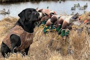 In his day, Del the black Labrador saw a lot of open country and loved it all, drake mallard retrieving especially.