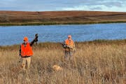 Anderson: The walks weren't wasted on Minnesota's pheasant opener