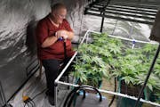 Patrick McClellan, a longtime medical marijuana patient, looks over the marijuana plants he’s cultivating in a grow tent for personal use Thursday, 