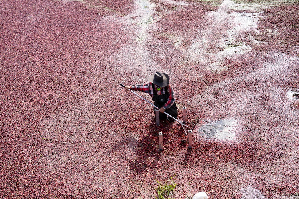 Nathan Forster rakes cranberries toward a tube that sucks them out of the flooded bog.