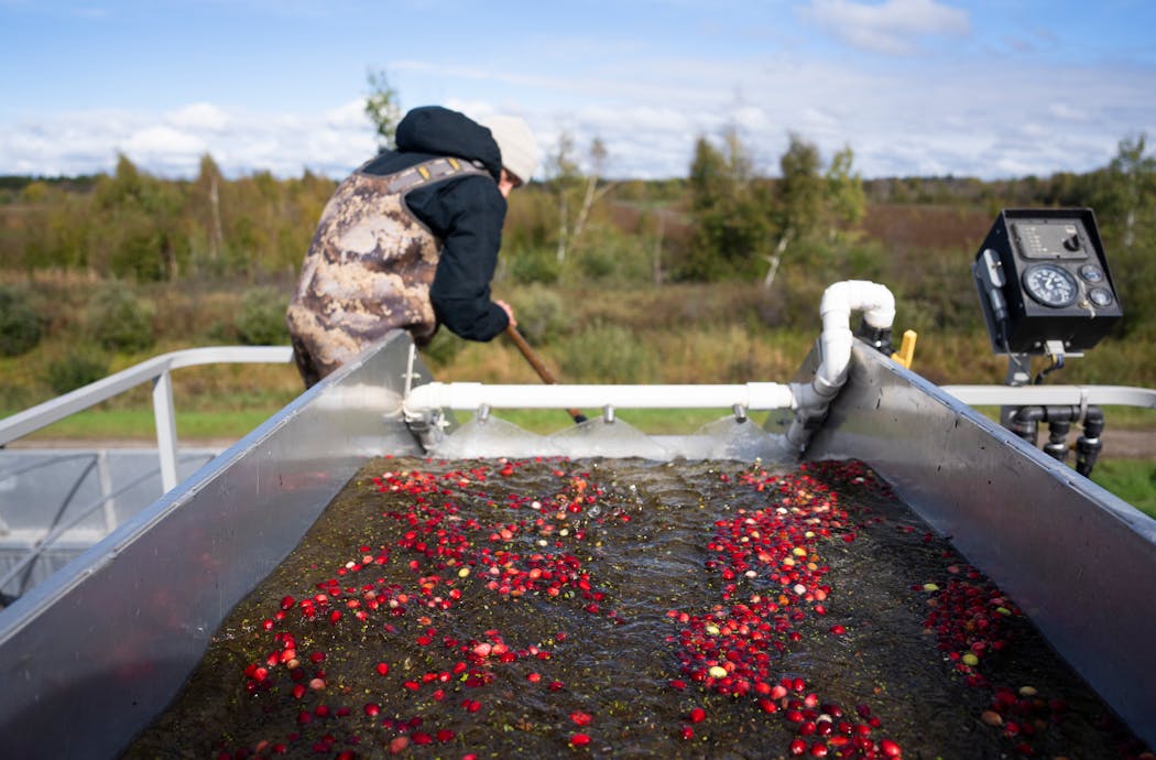 Cranberries are sucked from the bog up to a platform where they are sorted in a water bath and loaded into a semitrailer.