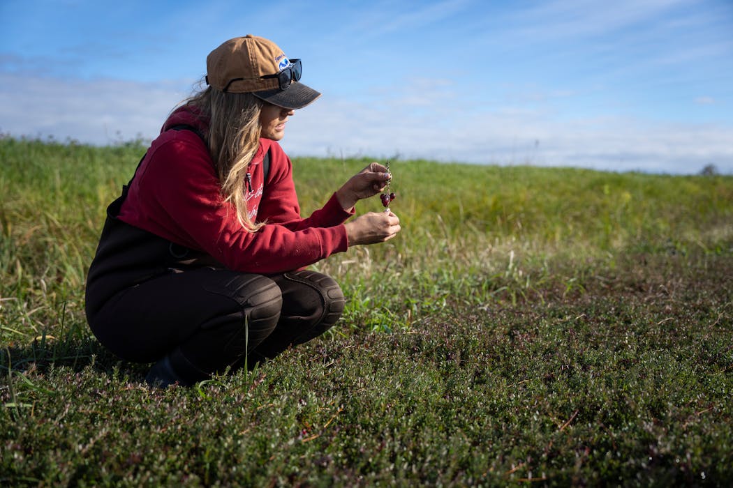 Farm manager Shannon Forster checks the plants in one of her family’s cranberry fields before it’s flooded for harvest.