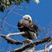 A bald eagle preening some of its 7,000 feathers.