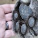 An image of the 128-pound cougar’s paw.