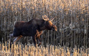 A young moose stands near a road southwest of Grove City, Minn., on Oct. 29. Fans have been following the moose’s movements through a “Central MN 