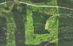 This Minnesota-shaped woods near Baudette has been around for more than 25 years. DNR forester Bill Lockner originally cut trees in the shape of the s