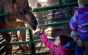 Josephine, 4, reached out to Cliff the camel in the B&J Evergreen petting zoo in Clear Lake, Minn. Cliff is on loan from Trowbridge Creek Zoo. The day