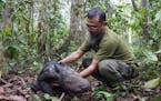 In this undated photo released by Indonesian Ministry of Environment and Forestry, veterinarian Zulfi Arsan tends to a newly born Sumatran rhino calf 