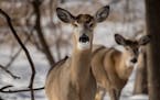 Deer hunters in Wisconsin enjoyed comfortable weather during the primary firearms season, but they harvested substantially fewer deer than a year ago.