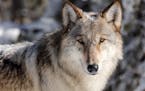 A new deer hunters group is challenging the management of gray wolves.