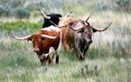 Longhorn cattle in Theodore Roosevelt National Park, located in the Badlands of North Dakota. 
