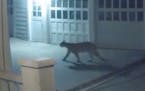 This cougar was captured on home security video footage in Minneapolis. 