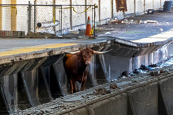 Wandering bull caught in New Jersey now at animal sanctuary
